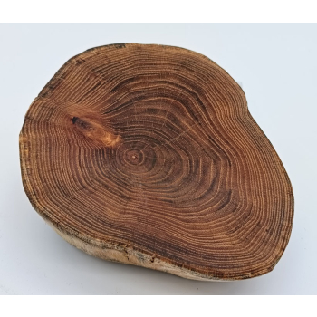 Plaster z akacji dł.18cm/szer.14cm/wys.5cm