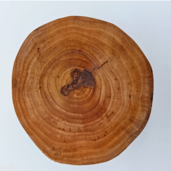Plaster z brzozy dł.12cm/szer.11,5cm/wys.4,5cm